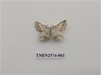 藏品(尺蛾83)的圖片